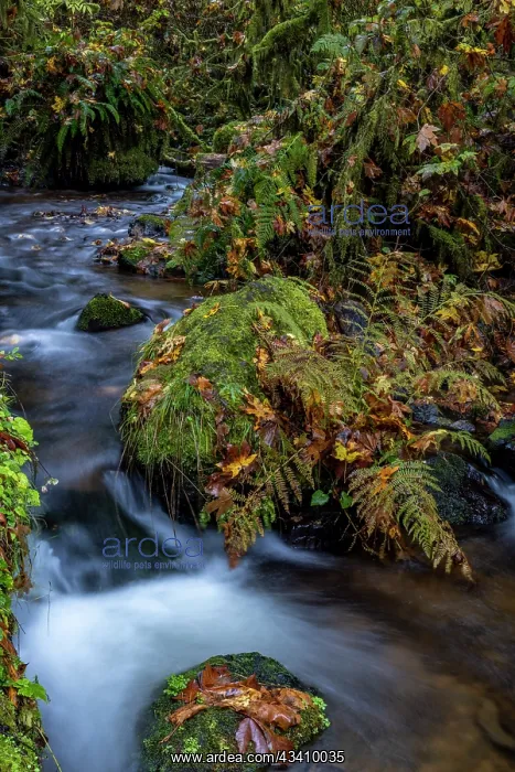 : Munson Creek Falls State Natural Site in autumn : Munson Creek Falls State Natural Site in autumn