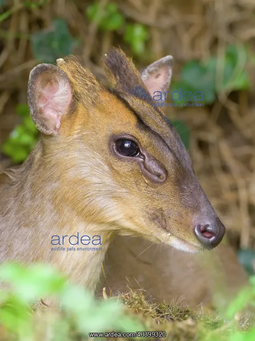 : Muntjac : Muntjac
