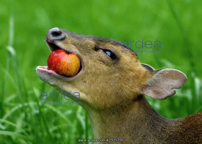 : Muntjac - adult female feeding on apple in garden : Muntjac - adult female feeding on apple in garden