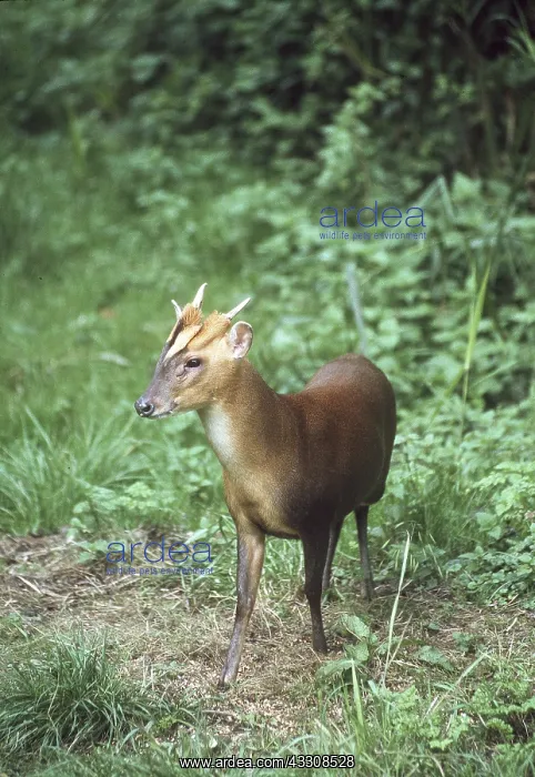 : Muntjac / Barking DEER : Muntjac / Barking DEER