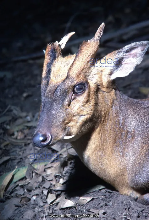 : Muntjac / Barking DEER - close-up of male head : Muntjac / Barking DEER - close-up of male head