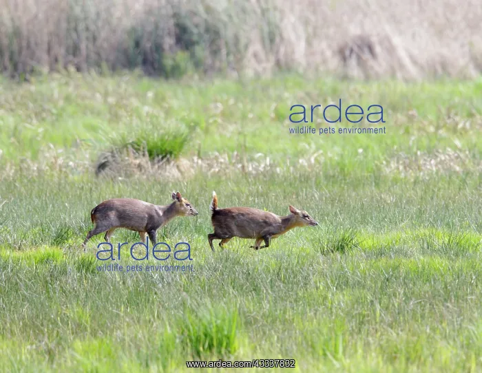: Muntjac / Barking Deer - courtship : Muntjac / Barking Deer - courtship