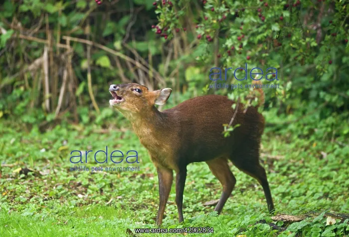 : Muntjac / Barking Deer - female barking on edge : Muntjac / Barking Deer - female barking on edge