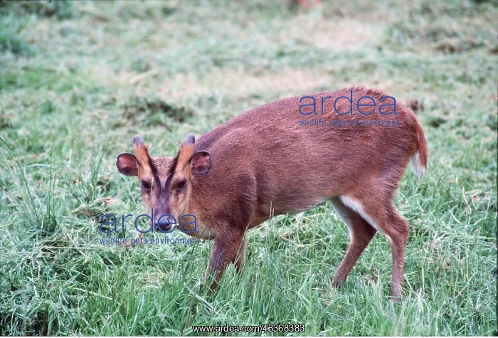 : Muntjac / Barking DEER - male : Muntjac / Barking DEER - male