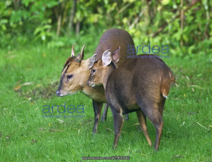 : Muntjac / Barking Deer - male and female together : Muntjac / Barking Deer - male and female together