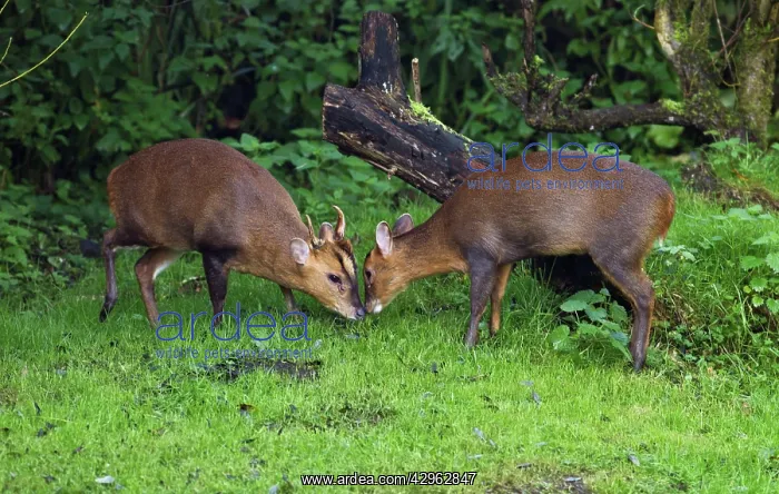 : Muntjac / Barking Deer - male and female together : Muntjac / Barking Deer - male and female together