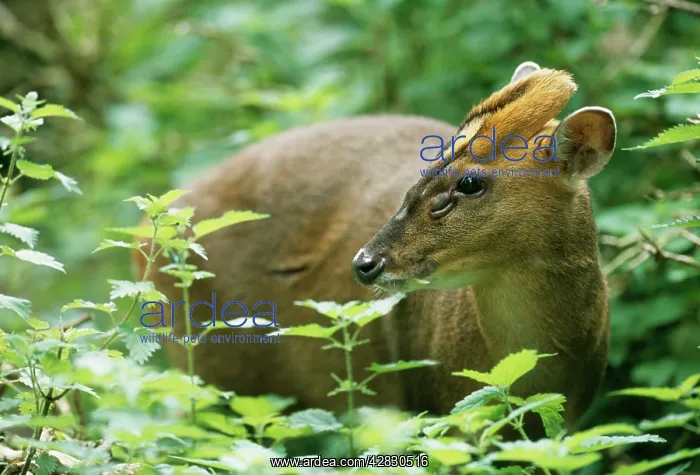 : MUNTJAC / BARKING Deer - in the woods : MUNTJAC / BARKING Deer - in the woods