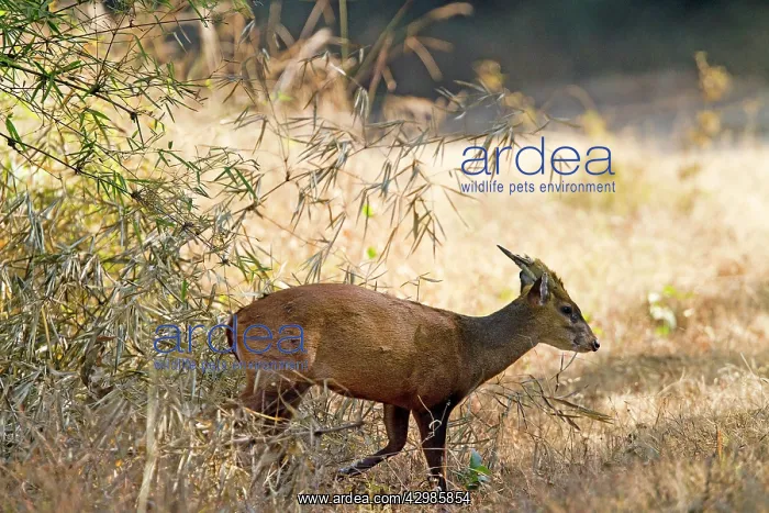 : Muntjac / Barking / Mastreani Deer : Muntjac / Barking / Mastreani Deer