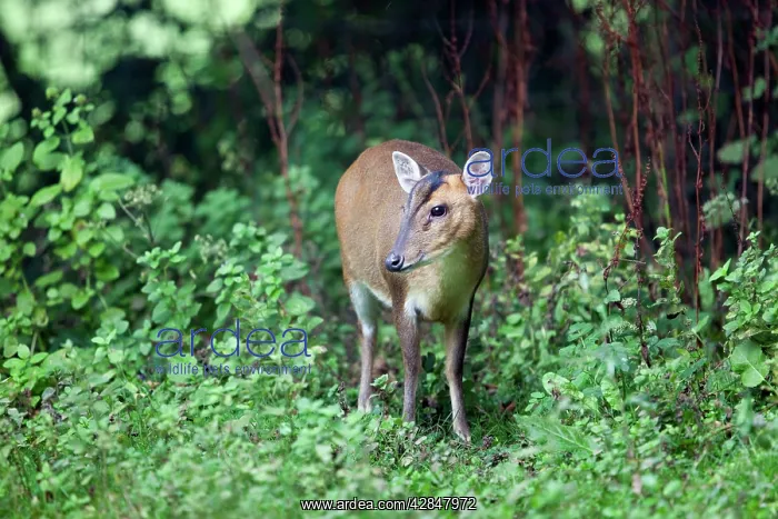  : Muntjac Deer