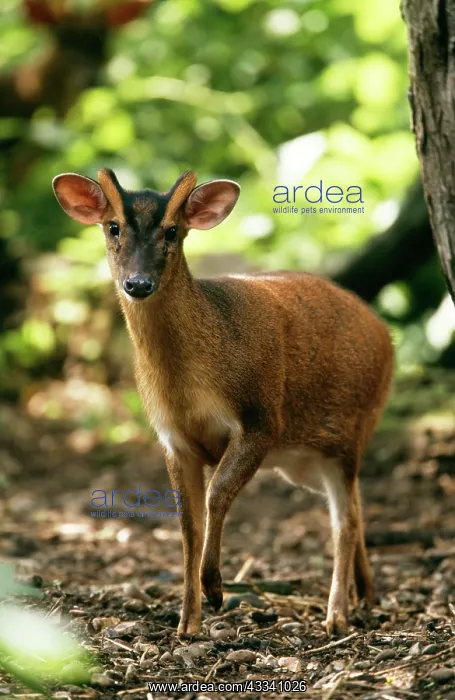 : Muntjac DEER : Muntjac DEER