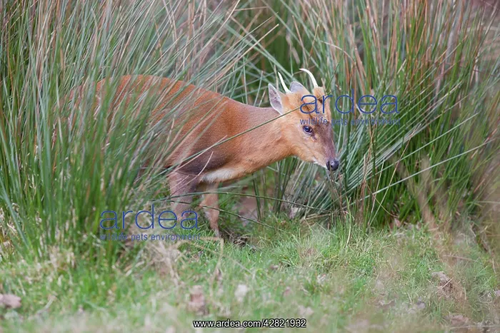  : Muntjac Deer - buck