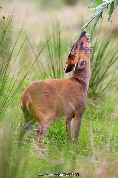 : Muntjac Deer - doe feeding : Muntjac Deer - doe feeding