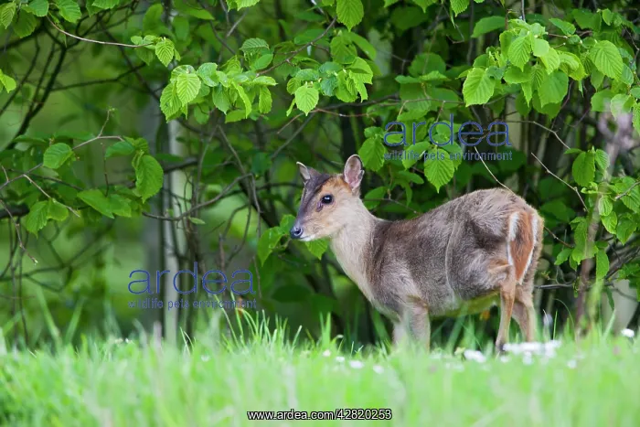 : Muntjac Deer - by hedgerow : Muntjac Deer - by hedgerow