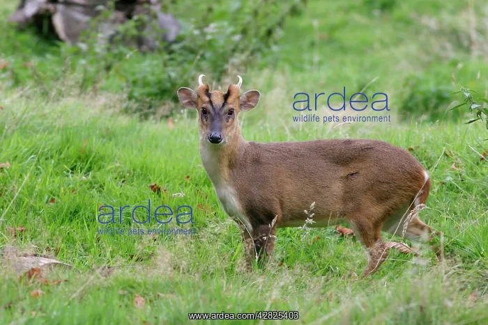 : Muntjac DEER - male : Muntjac DEER - male
