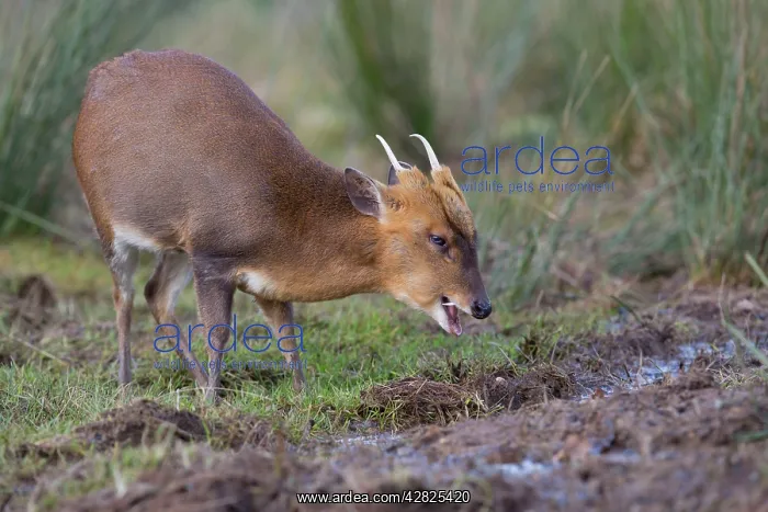 : Muntjac Deer - male : Muntjac Deer - male