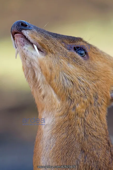 : Muntjac Deer - male : Muntjac Deer - male