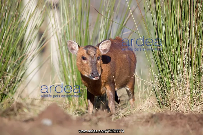 : Muntjac Deer - male : Muntjac Deer - male