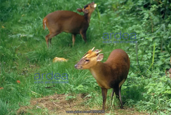 : Muntjac Deer - male & female : Muntjac Deer - male & female