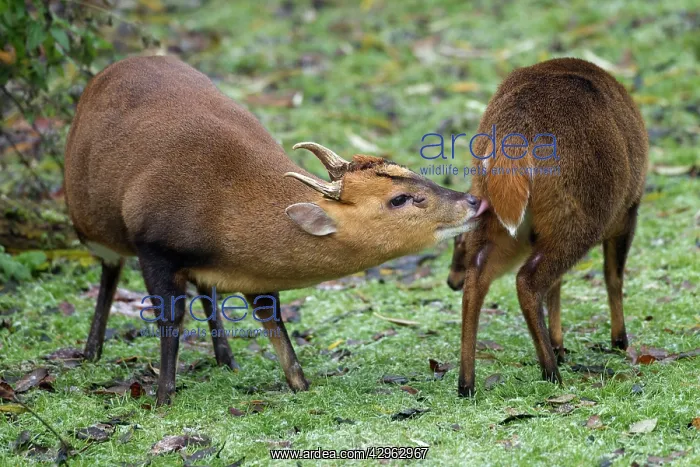 : Muntjac Deer - male and female ready to mate : Muntjac Deer - male and female ready to mate