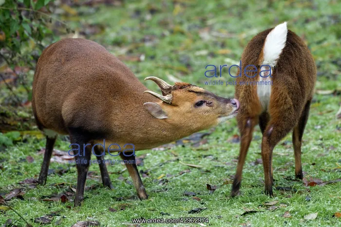 : Muntjac Deer - male and female ready to mate : Muntjac Deer - male and female ready to mate