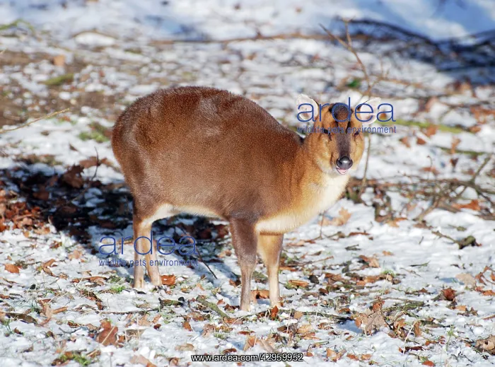 : Muntjac Deer - in snow - naturalised in Britain : Muntjac Deer - in snow - naturalised in Britain