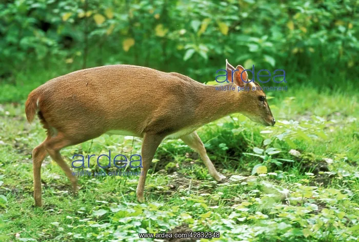 : Muntjac DEER - side view : Muntjac DEER - side view