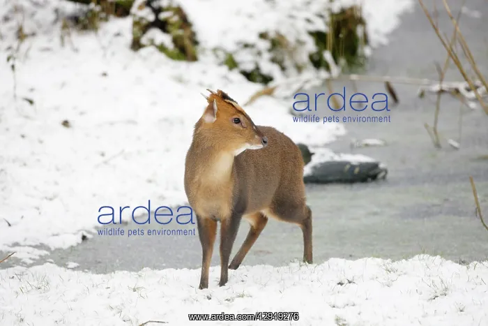 : Muntjac - Male by frozen pond in snow : Muntjac - Male by frozen pond in snow