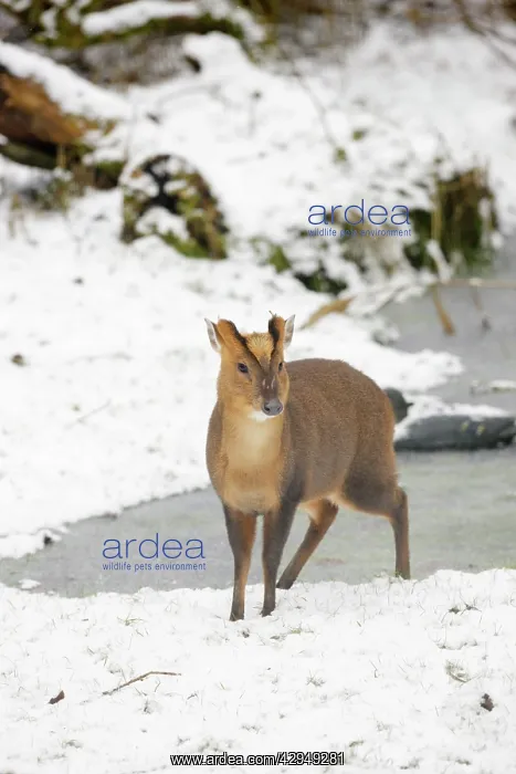 : Muntjac - Male by frozen pond in snow : Muntjac - Male by frozen pond in snow