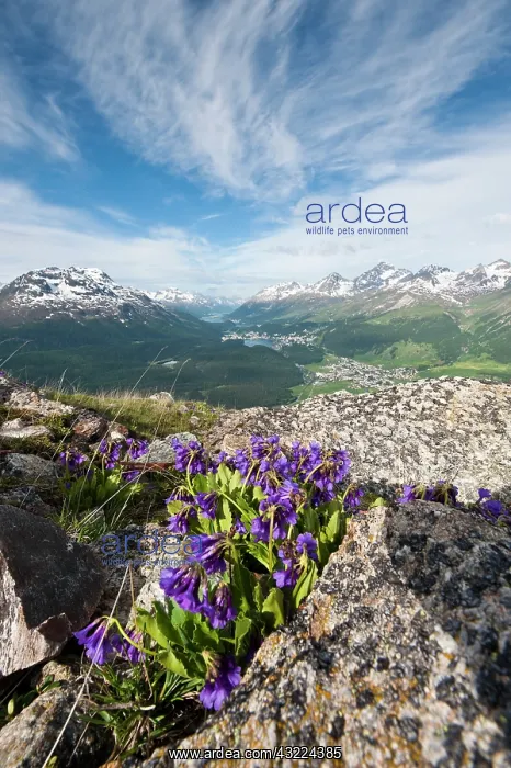 : Muottas Muragl, Switzerland. Alpine flowers : Muottas Muragl, Switzerland. Alpine flowers