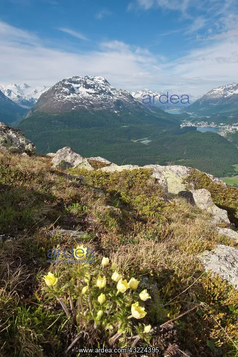 : Muottas Muragl, Switzerland. Alpine flowers : Muottas Muragl, Switzerland. Alpine flowers