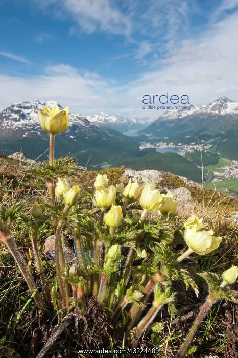  : Muottas Muragl, Switzerland. Alpine flowers