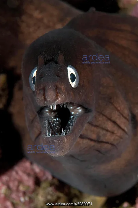  : Muraena augusti (Muraena augusti), Eastern Atlantic