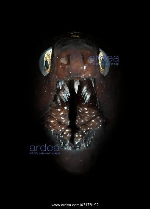 : Muraena augusti (Muraena augusti) with open mouth : Muraena augusti (Muraena augusti) with open mouth