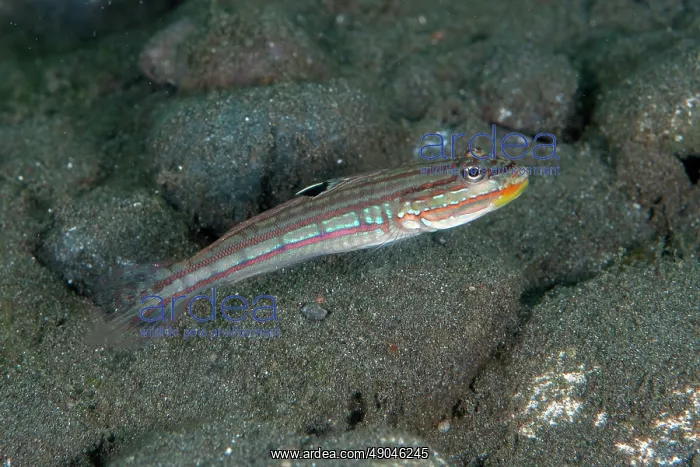 : Mural Goby : Mural Goby