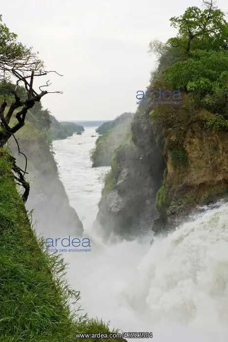 : The Murchison Falls of the river Nile in : The Murchison Falls of the river Nile in