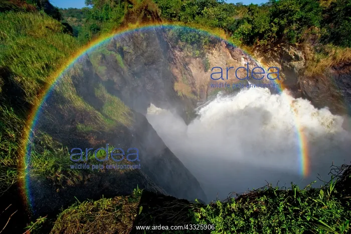 : Murchison Falls. Top view of the water stream wi : Murchison Falls. Top view of the water stream wi