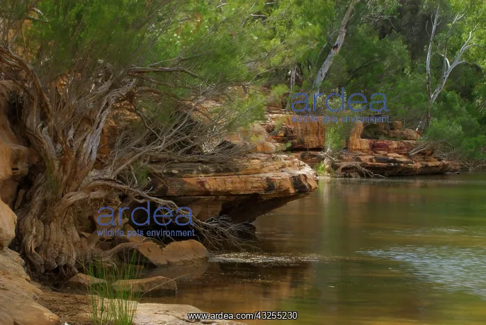 : Murchison River flowing through red rocks : Murchison River flowing through red rocks