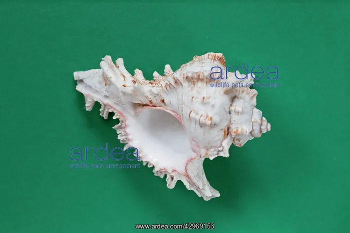  : Murex sea-shell
