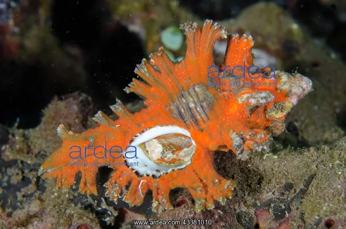 : Murex shell - showing aperture - Seraya dive site : Murex shell - showing aperture - Seraya dive site
