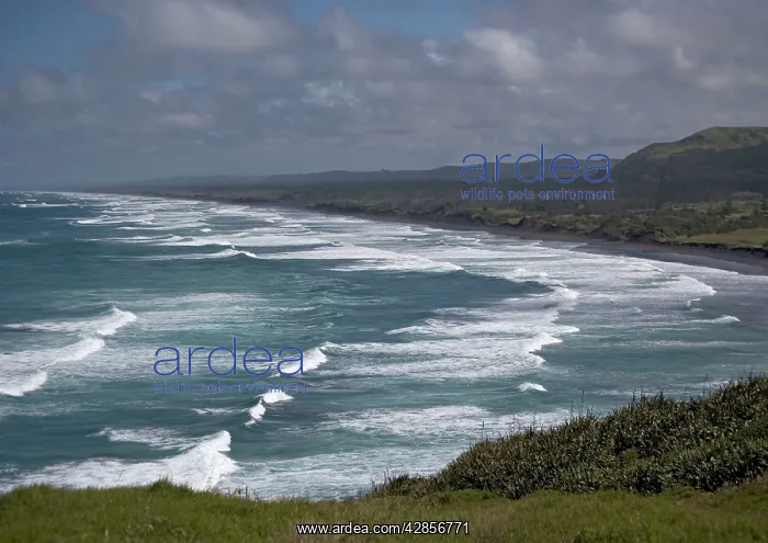 : Muriwai beach, North Island, New Zealand : Muriwai beach, North Island, New Zealand