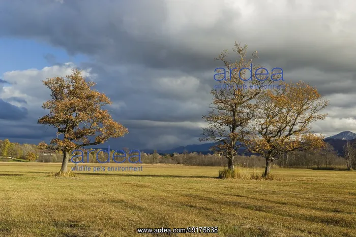 : Murnau Moss, Murnauer Moos, a wetland close to Murnau : Murnau Moss, Murnauer Moos, a wetland close to Murnau