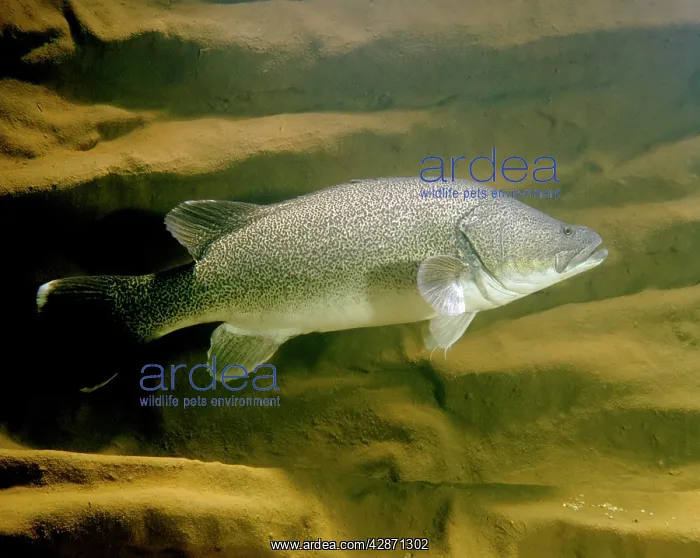 : Murray Cod - Murrumbidgee River : Murray Cod - Murrumbidgee River