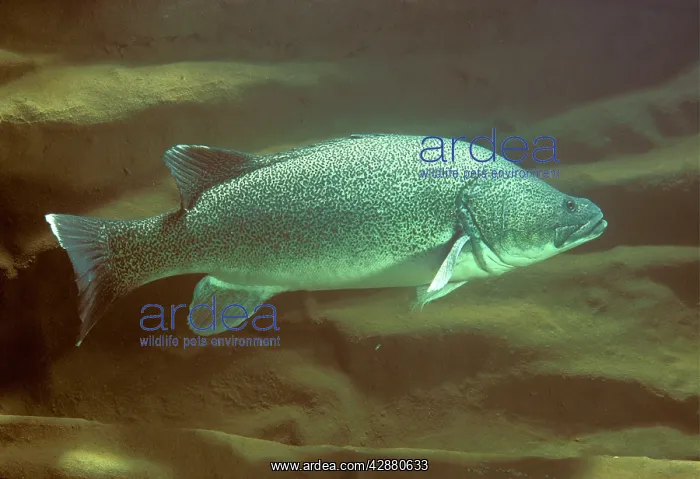 : Murray Cod - Murrumbidgee River : Murray Cod - Murrumbidgee River