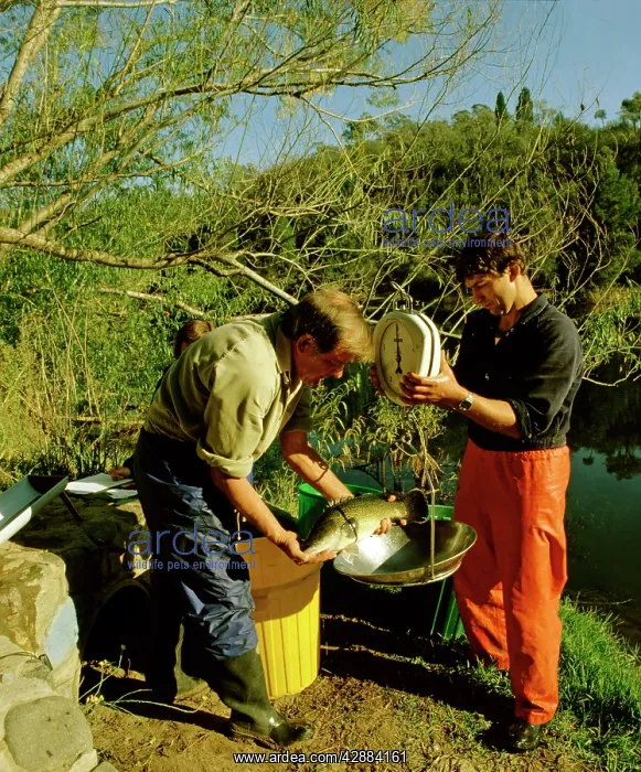  : Murray Cod - being weighed by researchers
