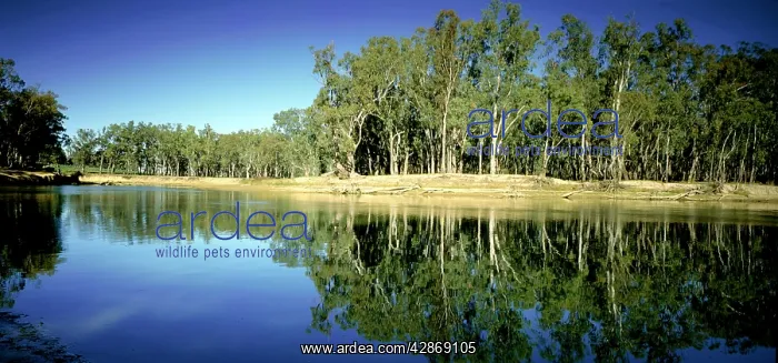: Murray River - near Barmah : Murray River - near Barmah