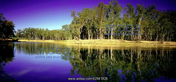 : Murray River. near Barmah. Victoria, Australia : Murray River. near Barmah. Victoria, Australia