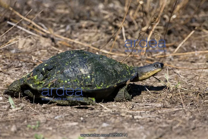 : Murray Short-necked Turtle : Murray Short-necked Turtle