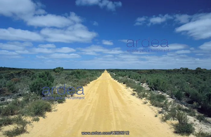 : Murrayville Track Big Desert - Northwestern Victoria : Murrayville Track Big Desert - Northwestern Victoria