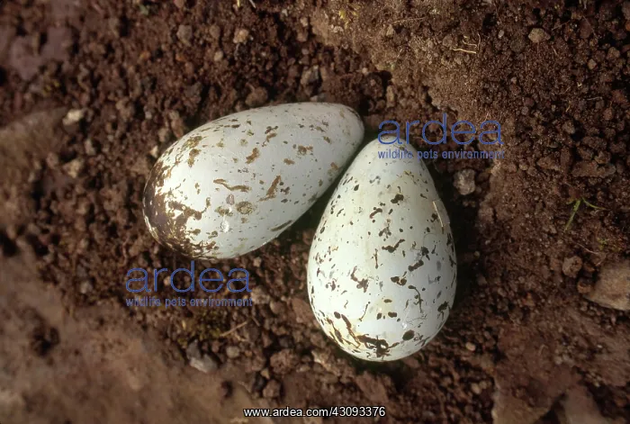 : Murre Eggs : Murre Eggs