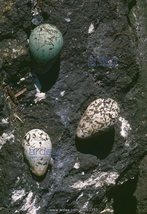 : Murre Eggs : Murre Eggs
